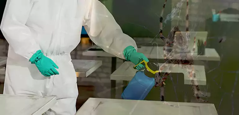 Why Buyers Still Want Homes With Pest Infestations in El Paso, TX?